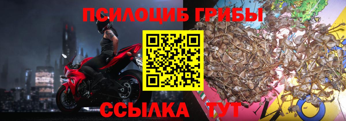 Кострома  Псилоцибиновые грибы Psilocybe  Вход с VPN 